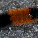 Banded Woolly Bear Caterpillar