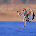 Purple Heron