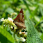 Doxocopa Emperor