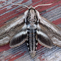 Snowberry Sphinx