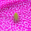 planthopper