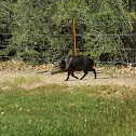Collared Peccary/Javelina