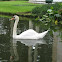 Mute Swan