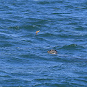 Harbor Seal