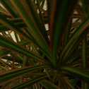red-margined Dracaena