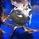 Ornate cowfish