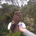 Boobook Owl