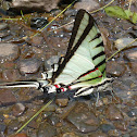 Short-lined Kite-Swallowtail