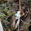 Jewel bettle.