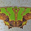 Moth