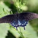 Pipevine Swallowtail