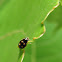 lady beetle