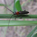 Longhorned beetle