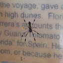 Golden Silk Orbweaver