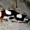 Oriental Sweetlips (juvenile)