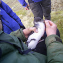 Manx Shearwater