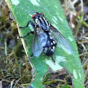 Flesh fly 