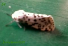 Spotting Image 1