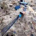 Damselfly