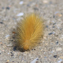 Yellow Woolly Bear Caterpillar