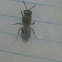 jewel wasps