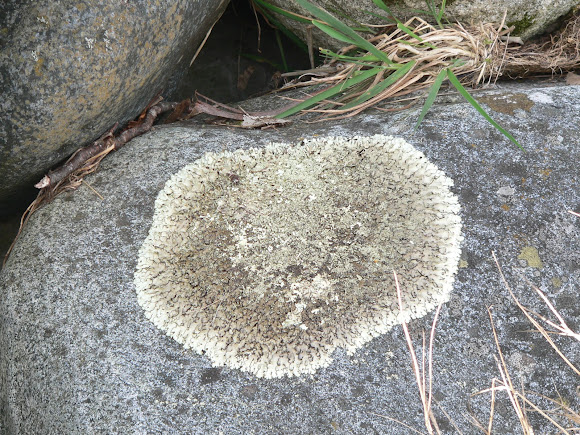 Spotting Image 1