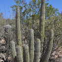 Organ Pipe Cactus