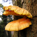 Sulphur Shelf/Zwavelzwam