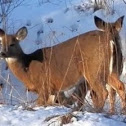 Northern White-tailed Deer + Video