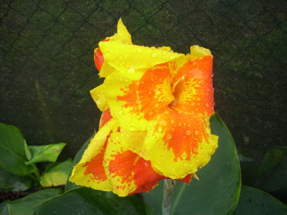 Spotting Image 1