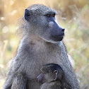 Chacma baboon