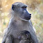 Chacma baboon