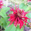 Red Bee Balm