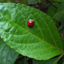 Multicolored Asian Lady Beetle