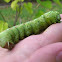 Hawk Moth caterpillar