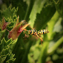 Common Wasp