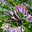 Zebra swallowtail