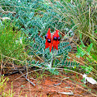 Sturt's Desert Pea