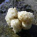 Common Whelk (egg cases)