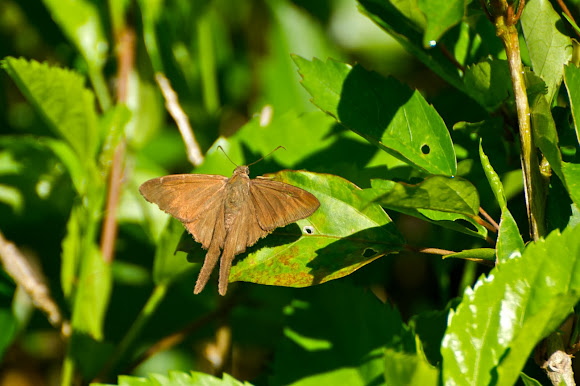 Spotting Image 1