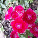 Dianthus