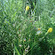 Prickly lettuce