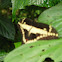 Thoas swallowtail