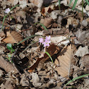 Virginia Spring Beauty