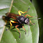 Unknown Wasp
