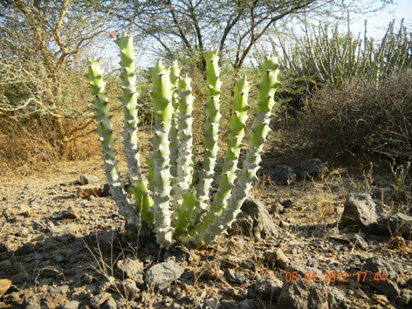 Spotting Image 1
