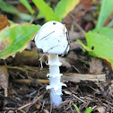 eastern North American destroying angel