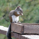 Squirrel
