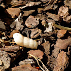 Snail shell