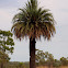 Cycad